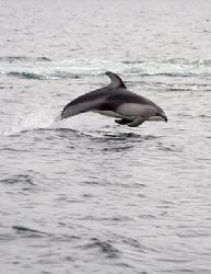 Whitesided Dolphin acrobat trying to steady on a moving b... by Todd Mintz 
